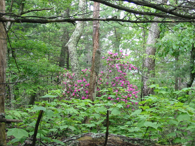 BlueRidgeParkway_IMG_1381