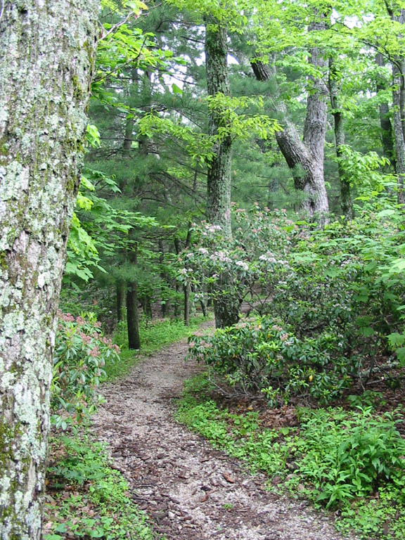 BlueRidgeParkway_IMG_1382