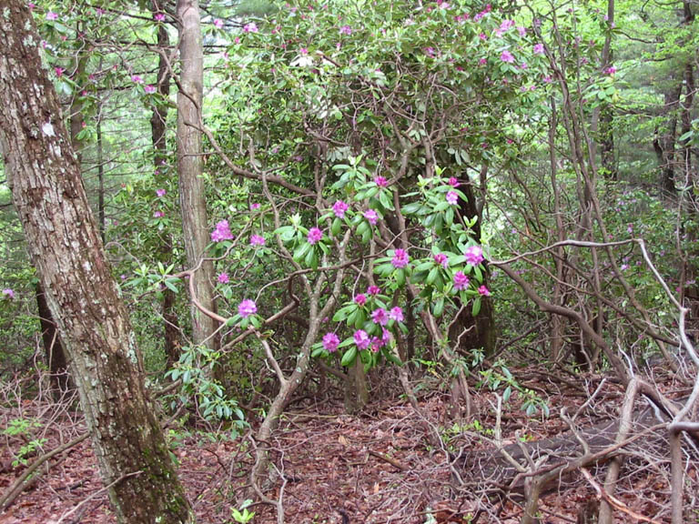 BlueRidgeParkway_IMG_1384