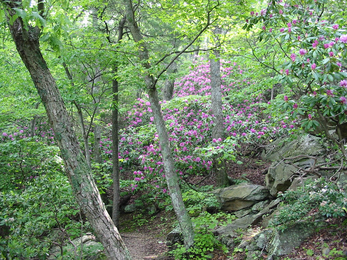 BlueRidgeParkway_IMG_1385