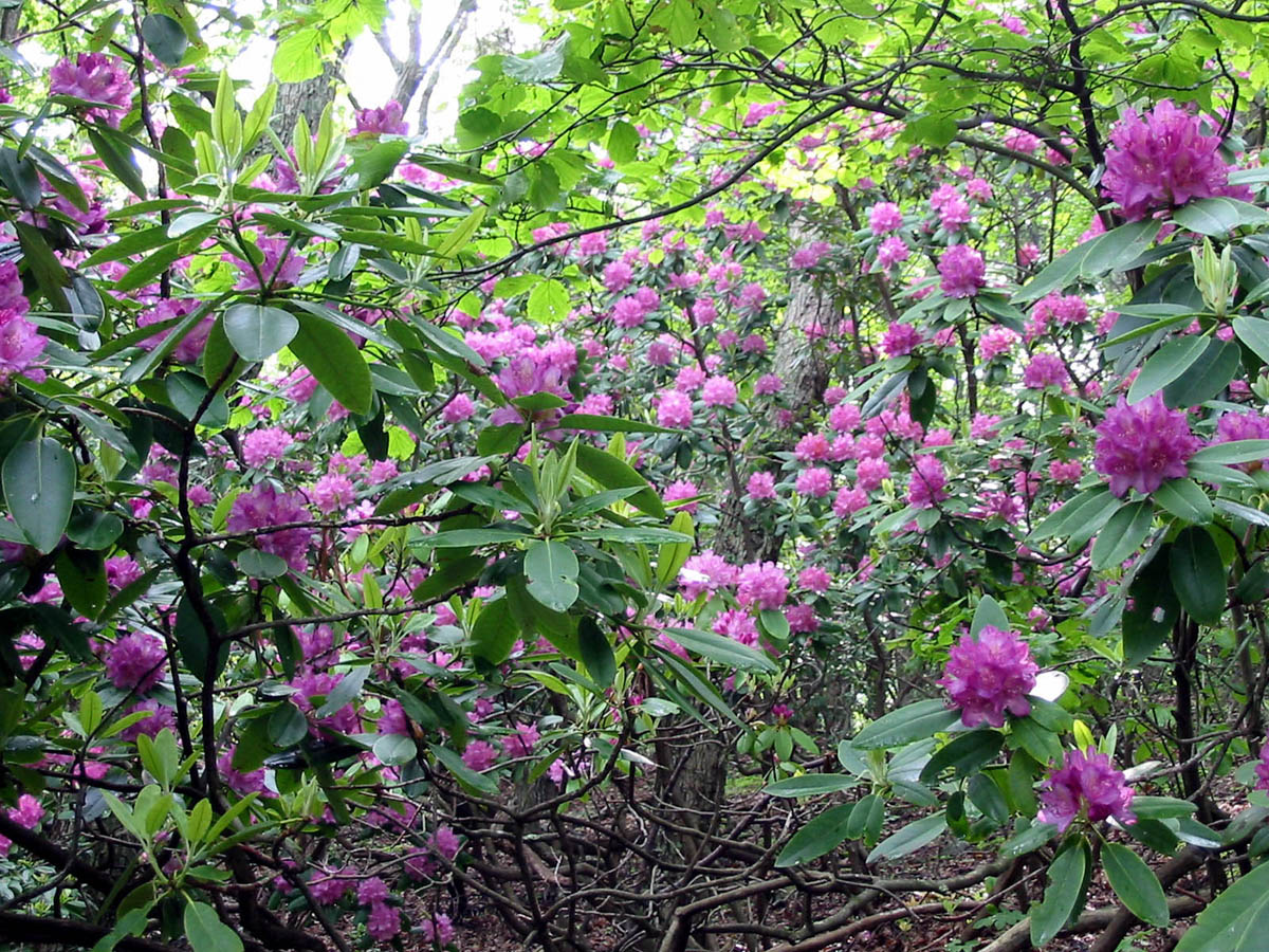 BlueRidgeParkway_IMG_1386