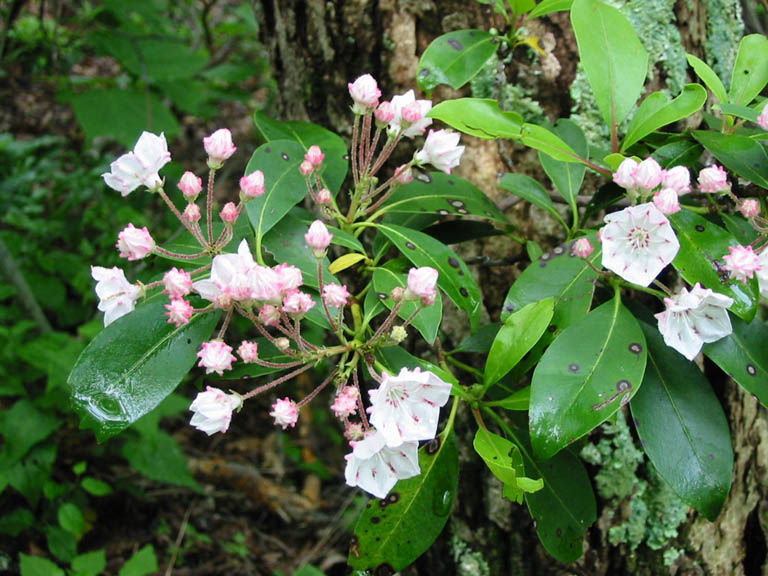 BlueRidgeParkway_IMG_1396