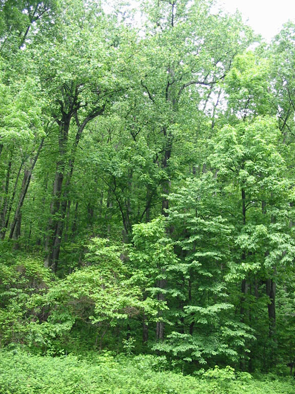 BlueRidgeParkway_IMG_1403