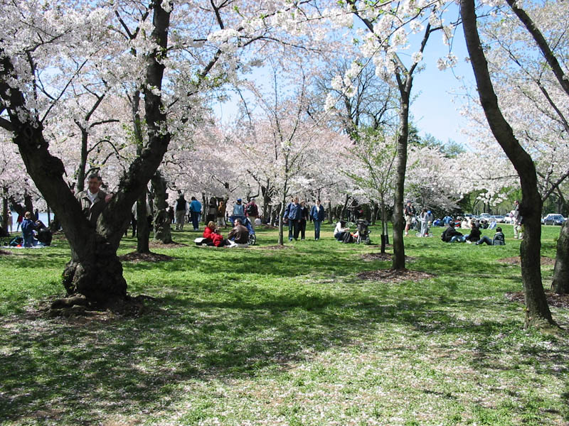 CherryBlossoms_04