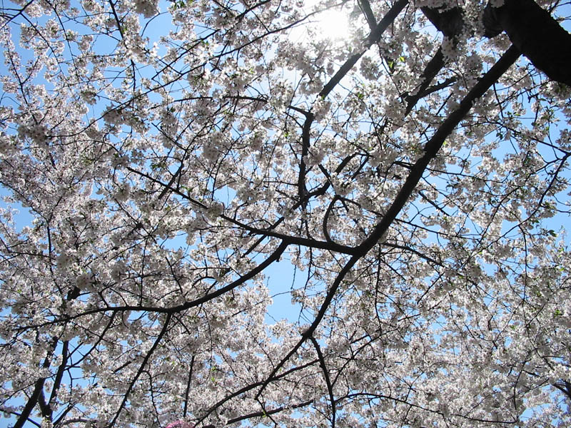 CherryBlossoms_05