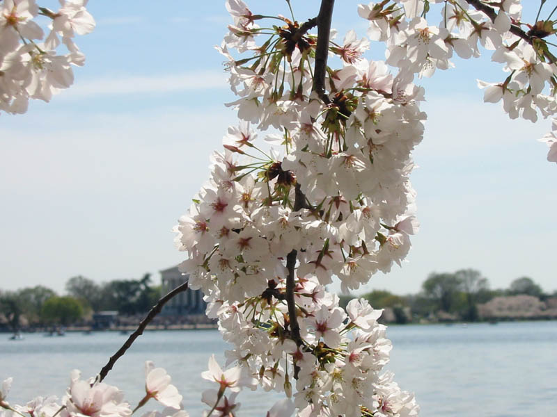 CherryBlossoms_08