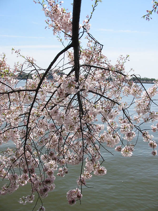 CherryBlossoms_09