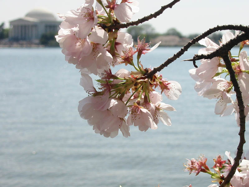 CherryBlossoms_10