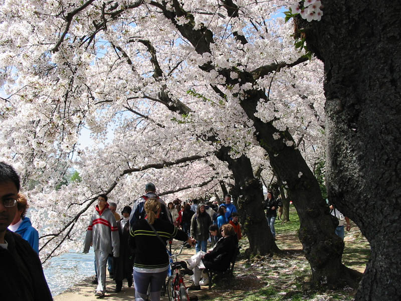 CherryBlossoms_14