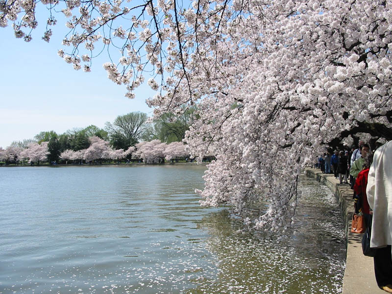 CherryBlossoms_15