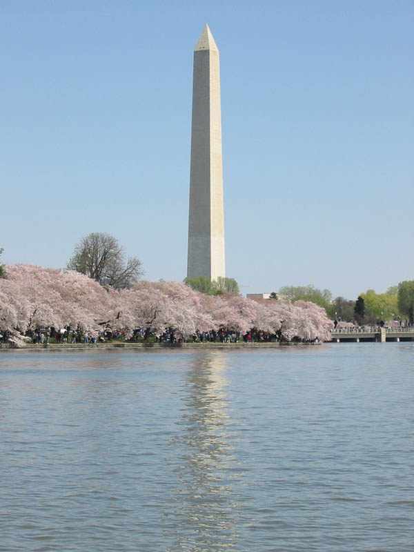 CherryBlossoms_17