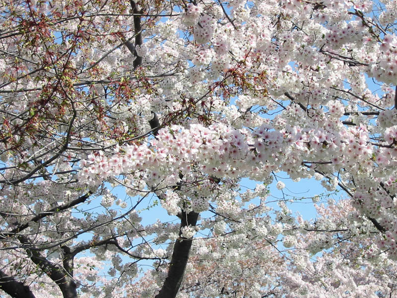 CherryBlossoms_19