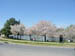 CherryBlossoms_01