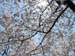 CherryBlossoms_05