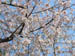 CherryBlossoms_06