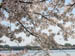 CherryBlossoms_07