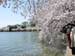 CherryBlossoms_15