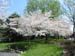 CherryBlossoms_18