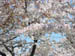 CherryBlossoms_19