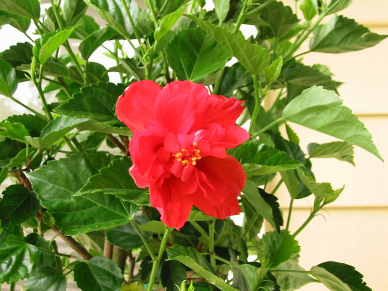 IMG_1497_Hibiscus