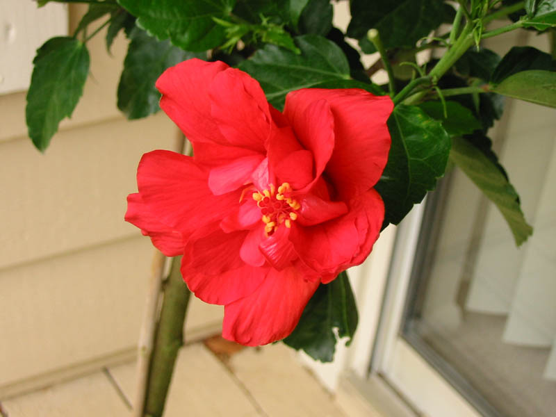 IMG_1498_Hibiscus